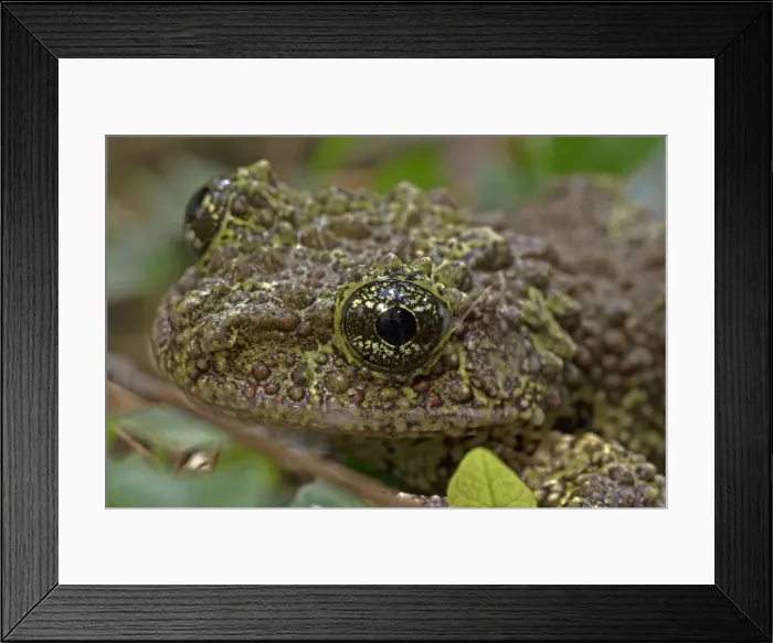 Framed Print : Picture No. 11091709 Framed Print : Picture No. 11091709