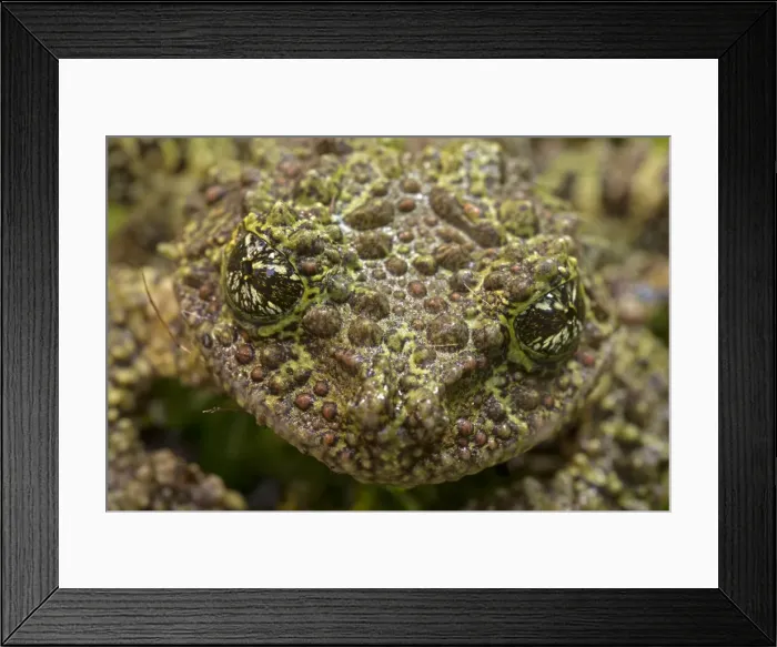 Framed Print : Picture No. 11091711 Framed Print : Picture No. 11091711