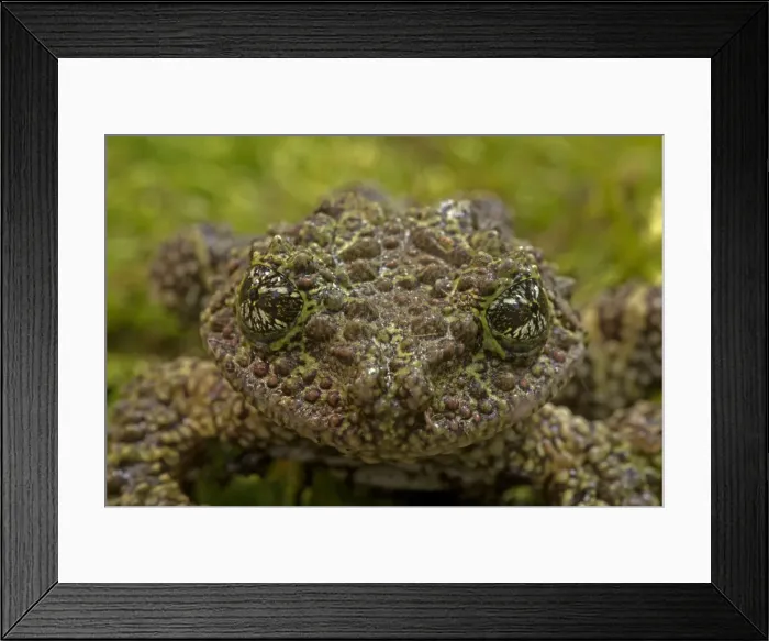 Framed Print : Picture No. 11091712 Framed Print : Picture No. 11091712