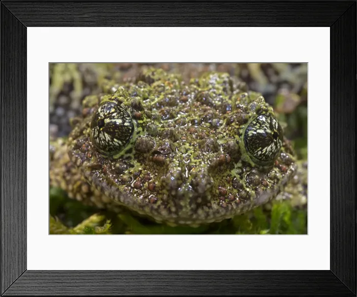 Framed Print : Picture No. 11091713 Framed Print : Picture No. 11091713
