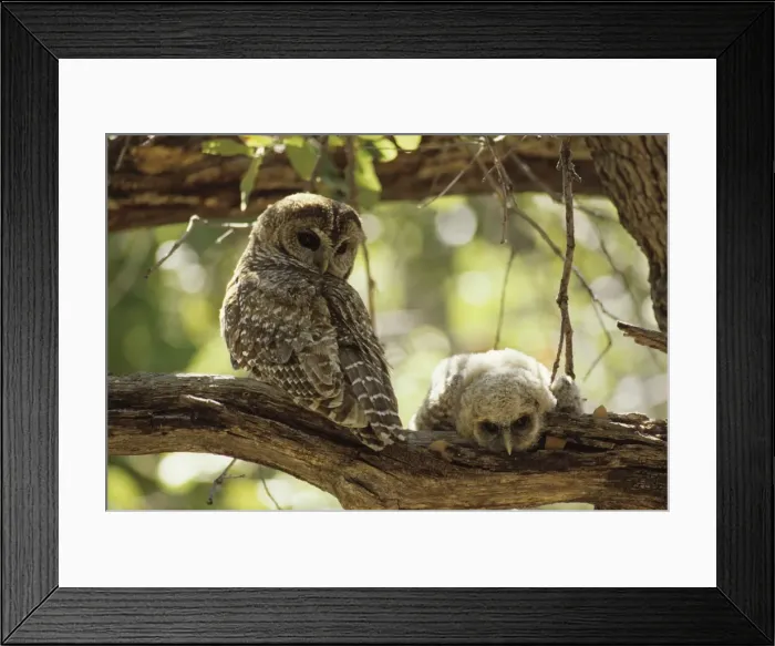 Framed Print : Picture No. 11091714