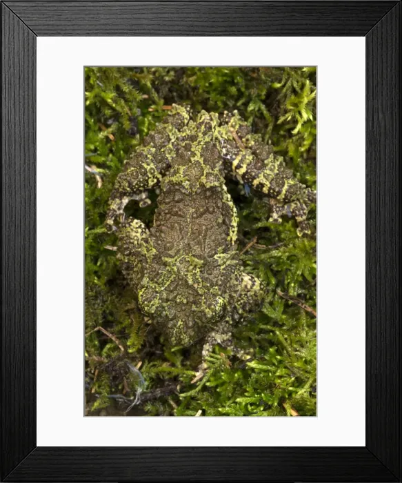 Framed Print : Picture No. 11091710 Framed Print : Picture No. 11091710