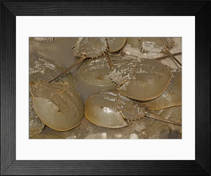 Framed Print : Picture No. 11091715 Framed Print : Picture No. 11091715