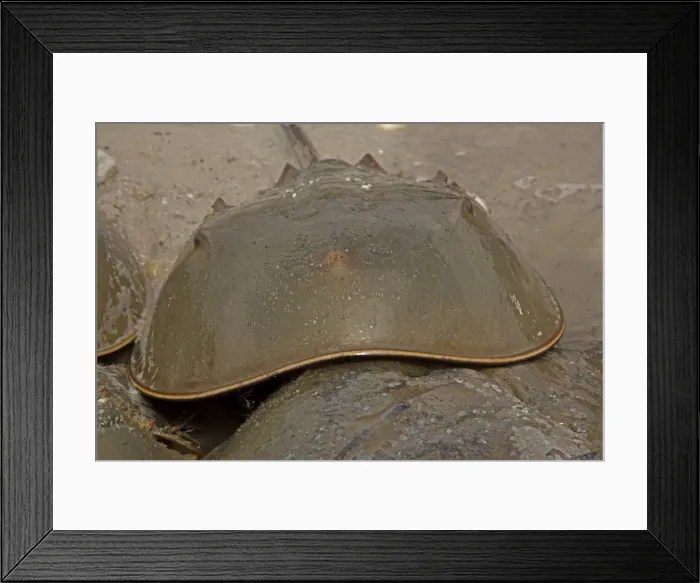 Framed Print : Picture No. 11091716 Framed Print : Picture No. 11091716