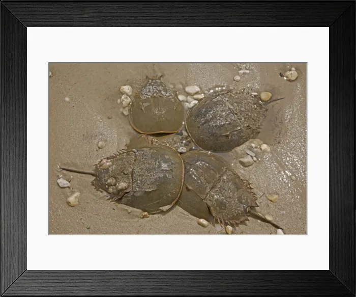 Framed Print : Picture No. 11091717 Framed Print : Picture No. 11091717