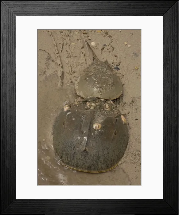Framed Print : Picture No. 11091718