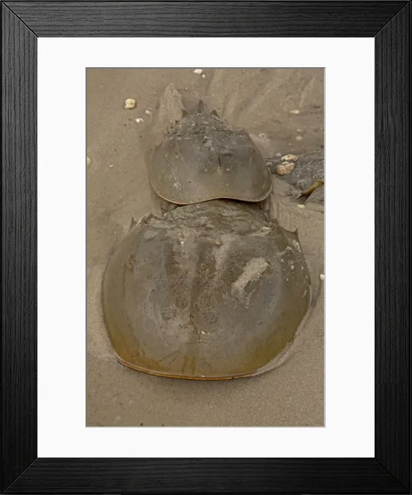 Framed Print : Picture No. 11091719 Framed Print : Picture No. 11091719
