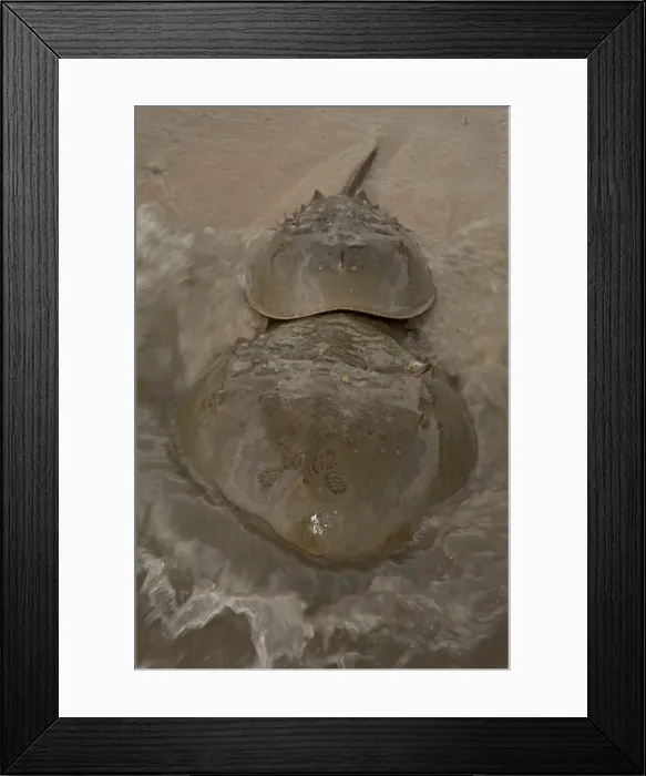 Framed Print : Picture No. 11091720 Framed Print : Picture No. 11091720