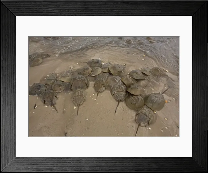 Framed Print : Picture No. 11091721 Framed Print : Picture No. 11091721