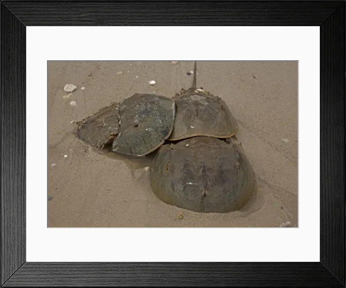 Framed Print : Picture No. 11091722 Framed Print : Picture No. 11091722