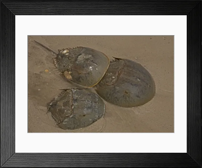 Framed Print : Picture No. 11091723 Framed Print : Picture No. 11091723