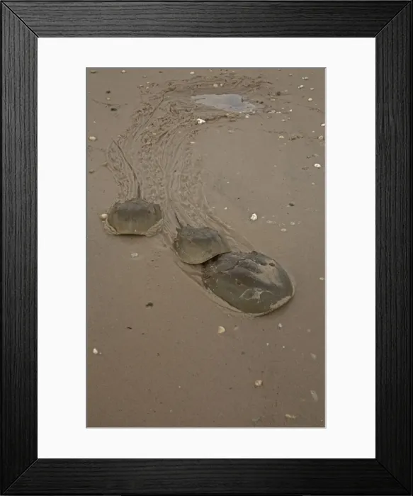 Framed Print : Picture No. 11091724