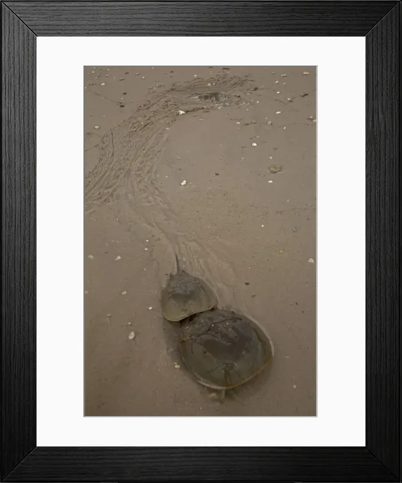Framed Print : Picture No. 11091725 Framed Print : Picture No. 11091725