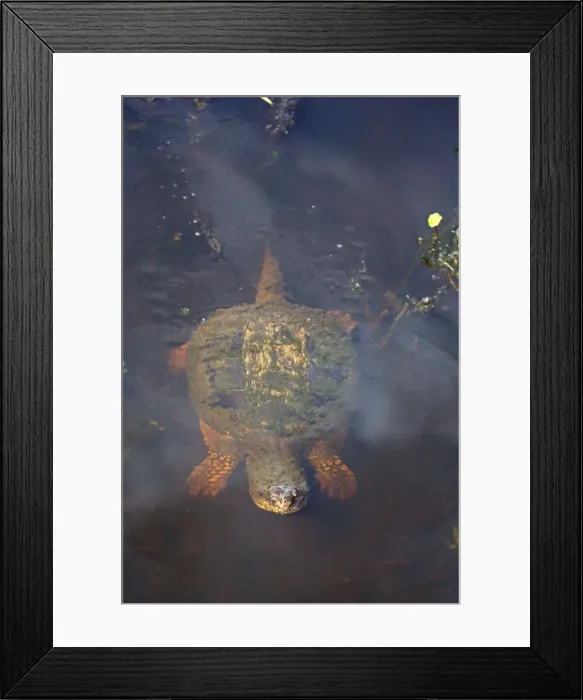 Framed Print : Picture No. 11091726 Framed Print : Picture No. 11091726