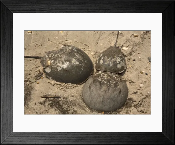 Framed Print : Picture No. 11091727