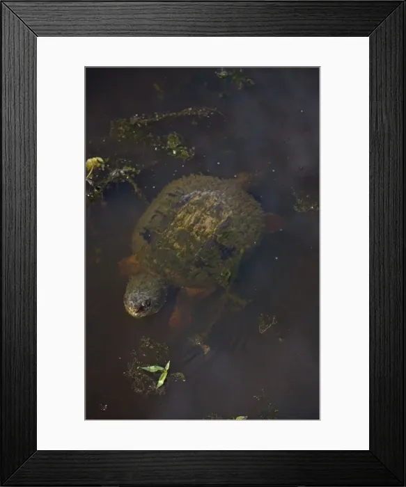 Framed Print : Picture No. 11091728 Framed Print : Picture No. 11091728