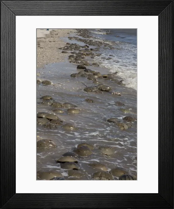 Framed Print : Picture No. 11091729 Framed Print : Picture No. 11091729