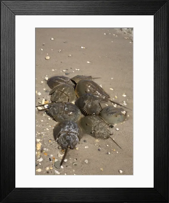 Framed Print : Picture No. 11091730 Framed Print : Picture No. 11091730