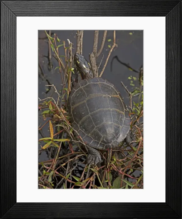 Framed Print : Picture No. 11091731 Framed Print : Picture No. 11091731