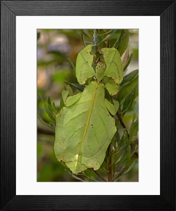 Framed Print : Picture No. 11091732 Framed Print : Picture No. 11091732