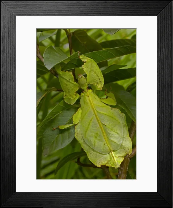 Framed Print : Picture No. 11091733 Framed Print : Picture No. 11091733