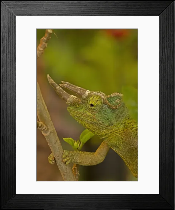 Framed Print : Picture No. 11091735 Framed Print : Picture No. 11091735