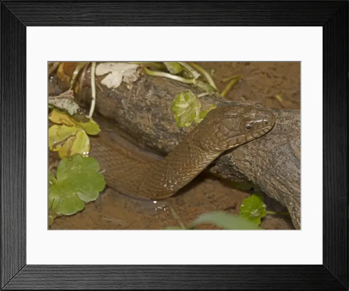 Framed Print : Picture No. 11091736 Framed Print : Picture No. 11091736
