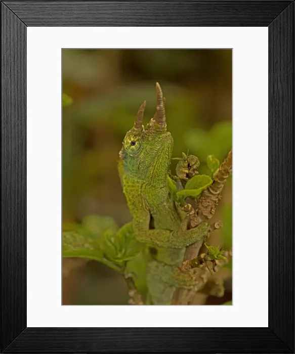 Framed Print : Picture No. 11091734 Framed Print : Picture No. 11091734