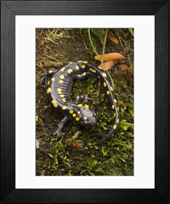Framed Print : Picture No. 11091738 Framed Print : Picture No. 11091738