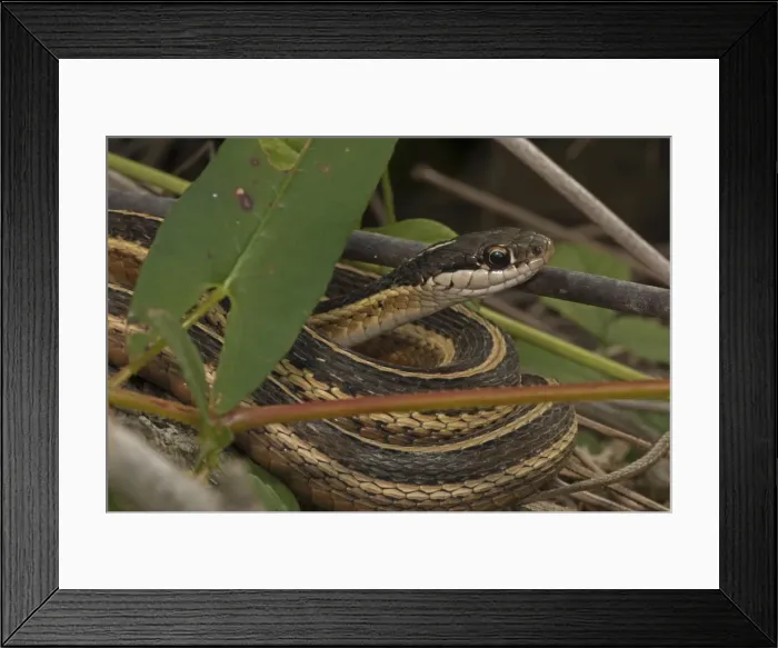 Framed Print : Picture No. 11091737