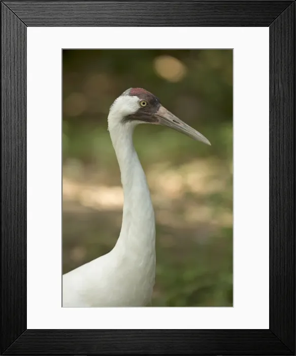 Framed Print : Picture No. 11091739