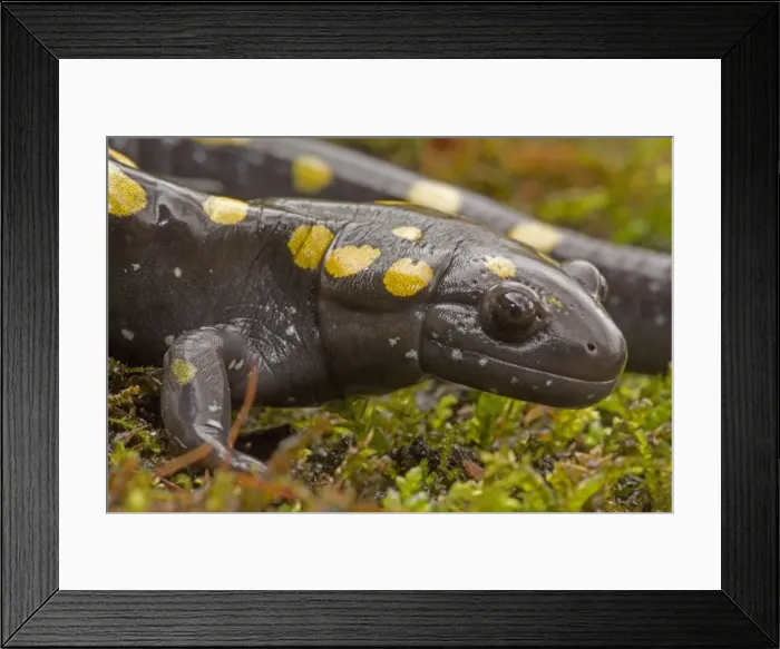 Framed Print : Picture No. 11091740 Framed Print : Picture No. 11091740