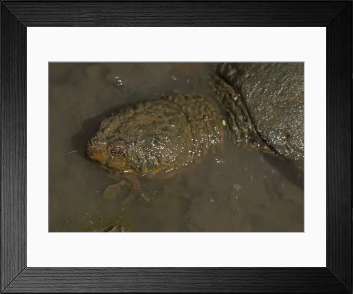 Framed Print : Picture No. 11091742