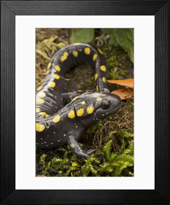 Framed Print : Picture No. 11091741 Framed Print : Picture No. 11091741