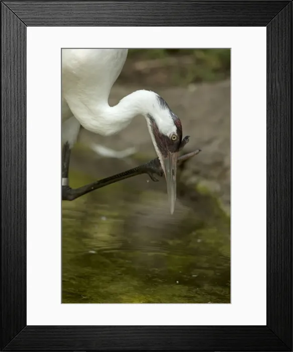 Framed Print : Picture No. 11091743 Framed Print : Picture No. 11091743