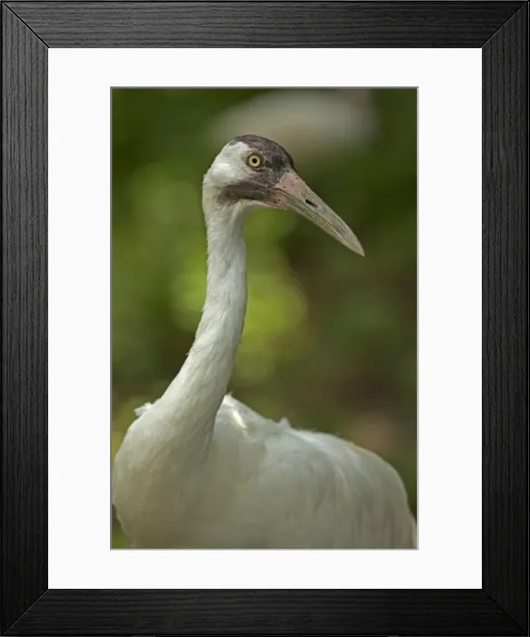 Framed Print : Picture No. 11091744 Framed Print : Picture No. 11091744