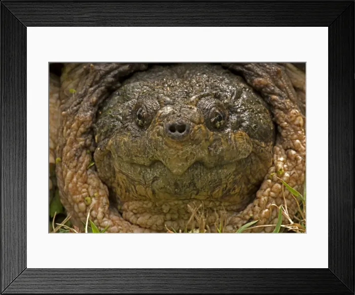 Framed Print : Picture No. 11091745 Framed Print : Picture No. 11091745
