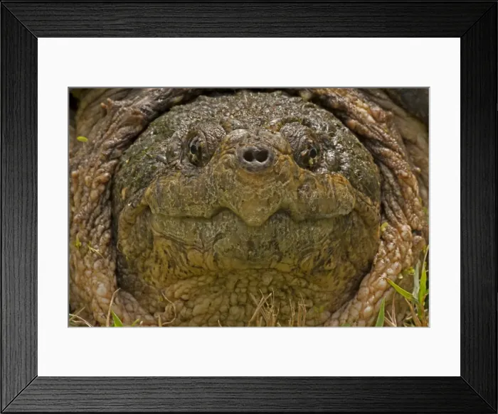 Framed Print : Picture No. 11091746 Framed Print : Picture No. 11091746