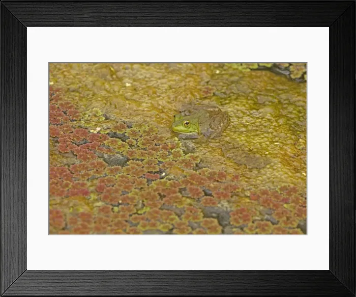 Framed Print : Picture No. 11091747 Framed Print : Picture No. 11091747