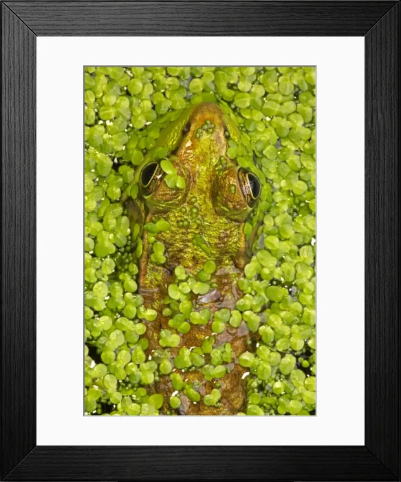 Framed Print : Picture No. 11091748