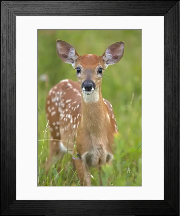 Framed Print : Picture No. 11091749 Framed Print : Picture No. 11091749