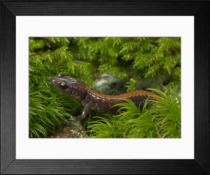 Framed Print : Picture No. 11091750 Framed Print : Picture No. 11091750