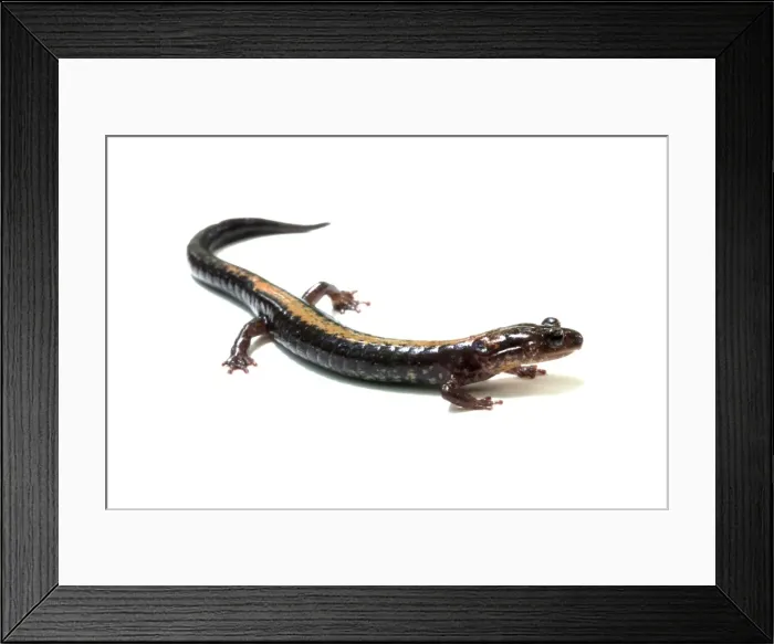 Framed Print : Picture No. 11091751 Framed Print : Picture No. 11091751
