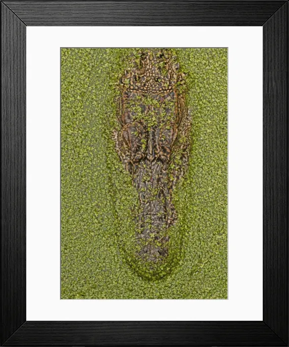 Framed Print : Picture No. 11091752 Framed Print : Picture No. 11091752