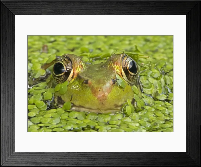 Framed Print : Picture No. 11091753 Framed Print : Picture No. 11091753