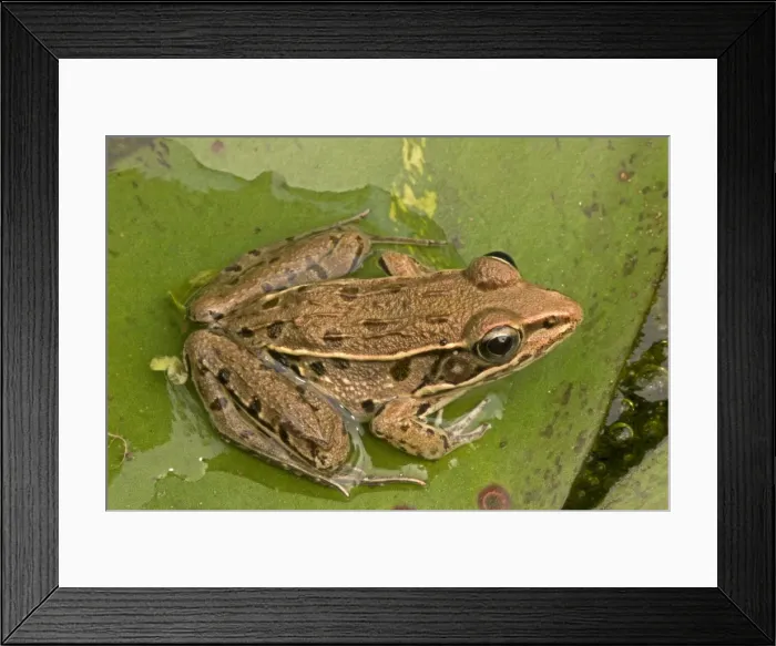 Framed Print : Picture No. 11091754