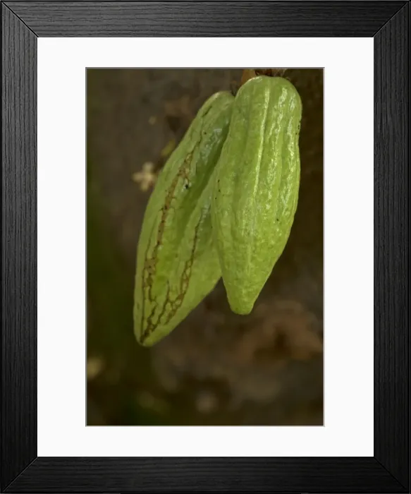 Framed Print : Picture No. 11091755