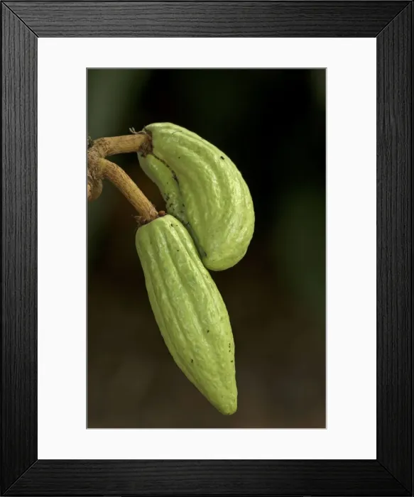 Framed Print : Picture No. 11091756