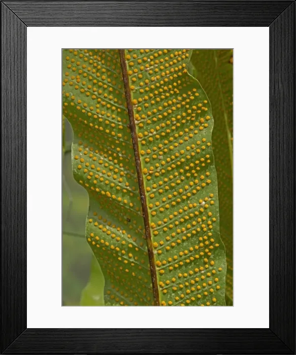 Framed Print : Picture No. 11091757