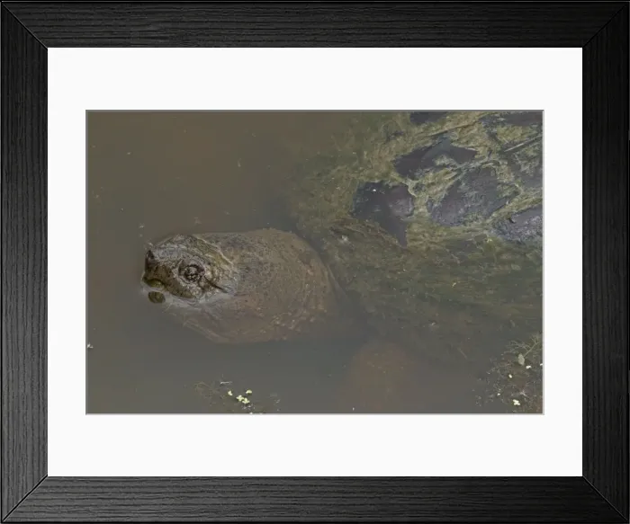 Framed Print : Picture No. 11091758